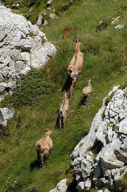 Camoscio d''Abruzzo Rupicapra pyrenaica ornata